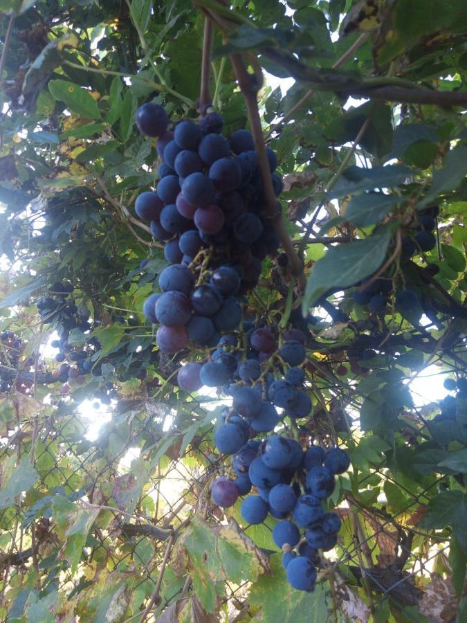 Loft Los Cerezos En Vistalba, Zona De Vinedos Y Bodegas Lujan de Cuyo Luaran gambar