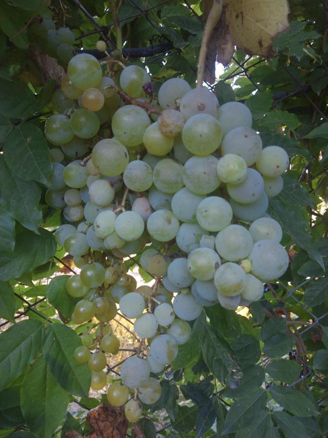 Loft Los Cerezos En Vistalba, Zona De Vinedos Y Bodegas Lujan de Cuyo Luaran gambar